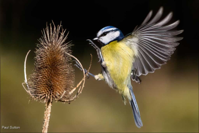 Bluetit Lands On Teasel
