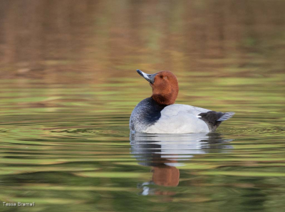 Common Pochard