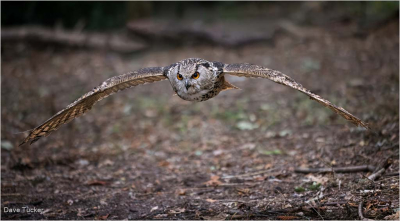 Eurasian Eagle Owl