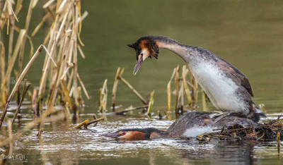 Great Crested Grebes