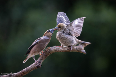 Hawfinch Feeding Young