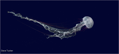 Jellyfish
