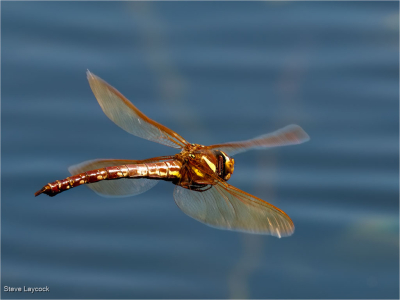 Large Brown Hawker