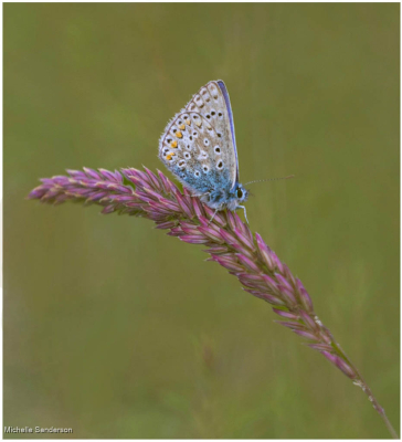 Silver Studded Blue