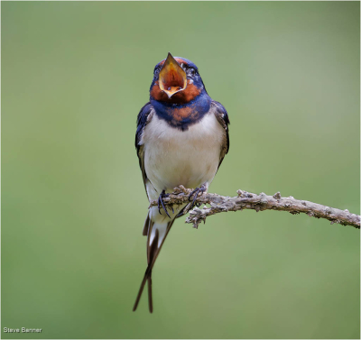 Swallow