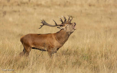 Bellowing Red Deer