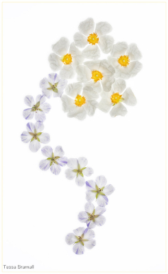Cistus Splish Splash