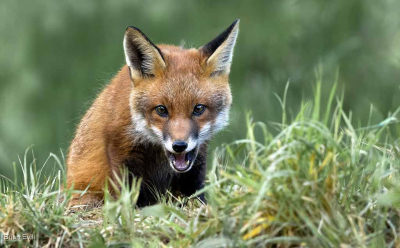Fox Cub