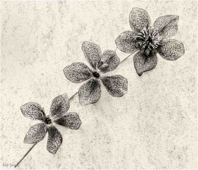 Hellebores