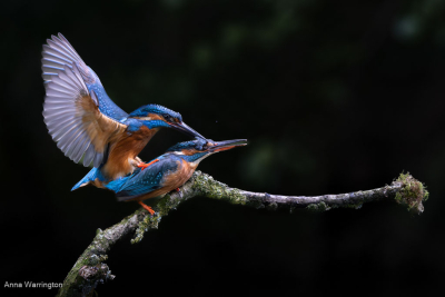 Kingfishers Mating