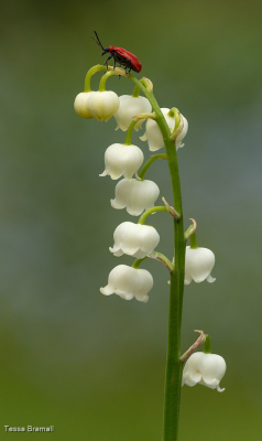 Lily Beetle On Lily Of The Valley