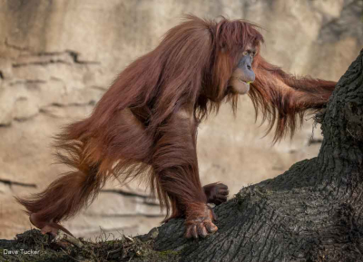 Orangutan Walk