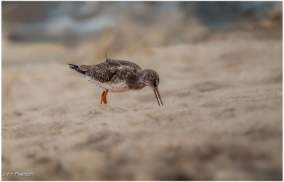Redshank