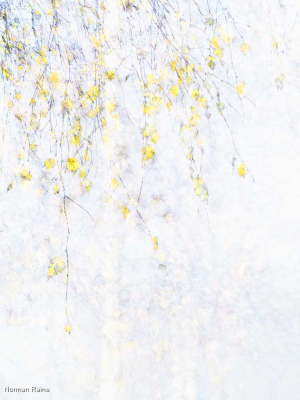 Silver Birch