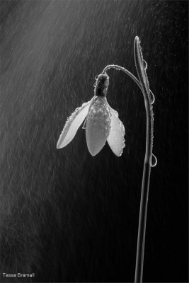Snowdrop Drizzle