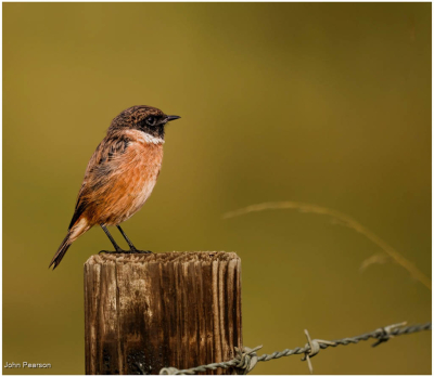 Stone Chat