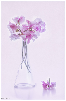 Sweet Peas In Bottle