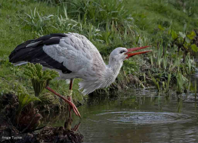 White Stork Drinking