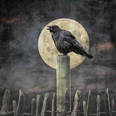 Caw At The Moon