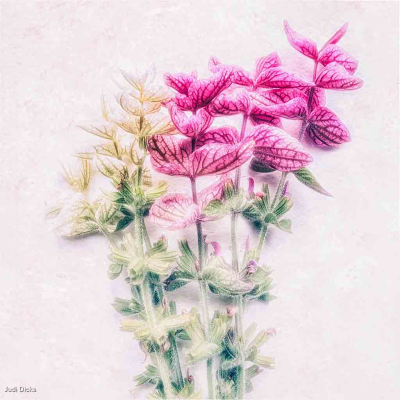 Clary Posy