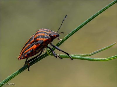 European Striped Sheild Bug