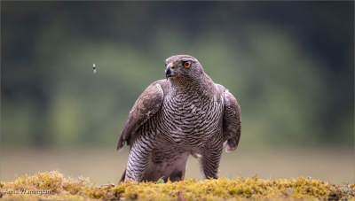 Goshawk Spying Fly