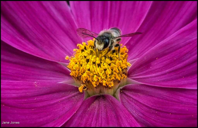 Megachile Rotundata