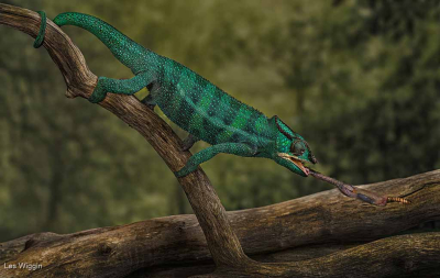Panther Chameleon Feeding