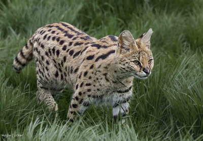 Serval Stalking