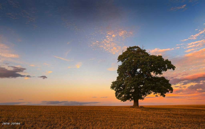 Sunset Over Lonely Tree