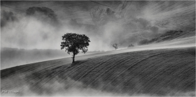 Tree In Mist