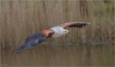 African Fish Eagle In Flight