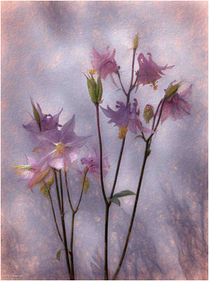 Aquilegia #3