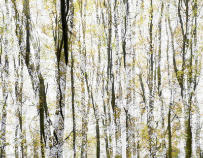 Autumn Woods