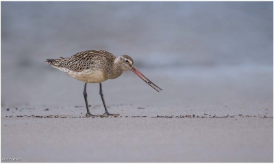Black Tailed Godwit-