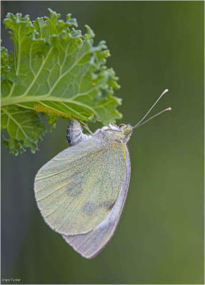 Cabbage White Egg Laying