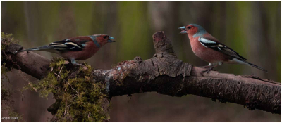Chaffinch, Chitter Chatter!