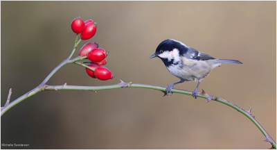 Coal Tit