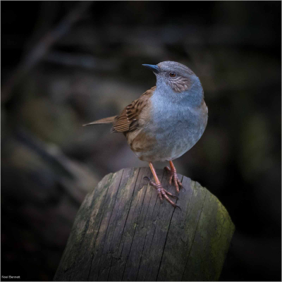 Dunnock Lookout