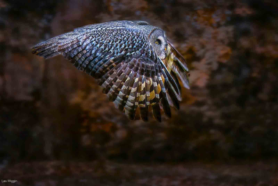 Great Grey Owl Autumn Flight