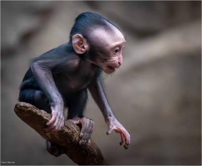 Monkey