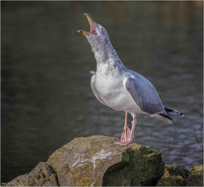Sceaming Gull