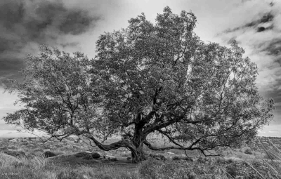Still Standing