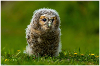 Tawny Owl Juvenile