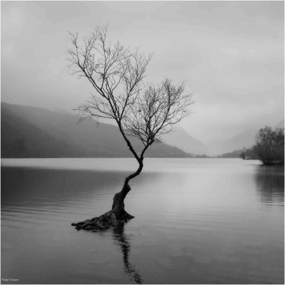 The Lonely Tree