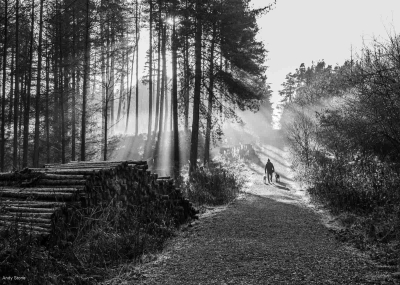 Woodland Walk