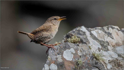Wren Singing