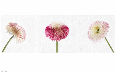Bellis