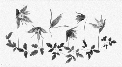 Clematis Garden
