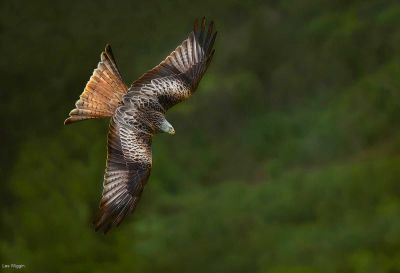 Diving Red Kite